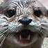 This otter looks happy to see me. (43k)