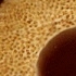 Close-up of cut bamboo. (145k)